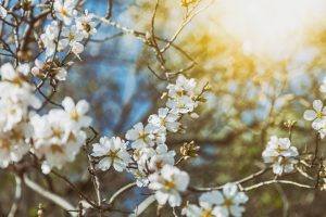 Nice gifts with dutch design almond blossom