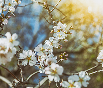 Nice gifts with dutch design almond blossom