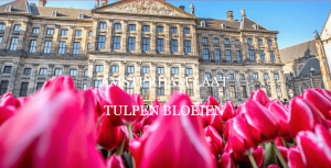Amsterdam Tulp Festival 2017
