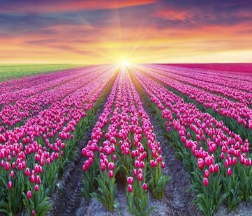 Tulp als Nederlands icoon. Fotografie: Holland.com ©