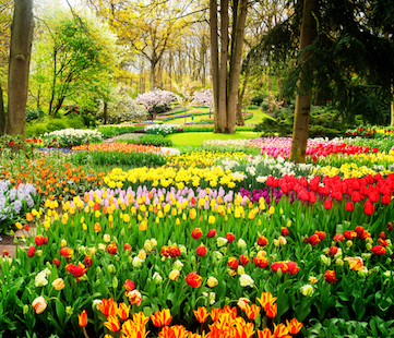 Keukenhof 2019