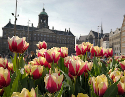 Nationale Tulpendag 2019