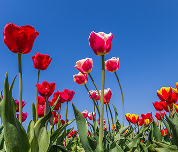 Tulp Festival in Amsterdam