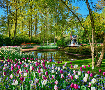 Keukenhof 2020 in bloei