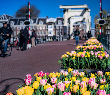 Tulpen in hartje Amsterdam